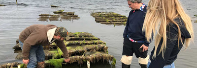 Where Do the Best Oysters Come From?