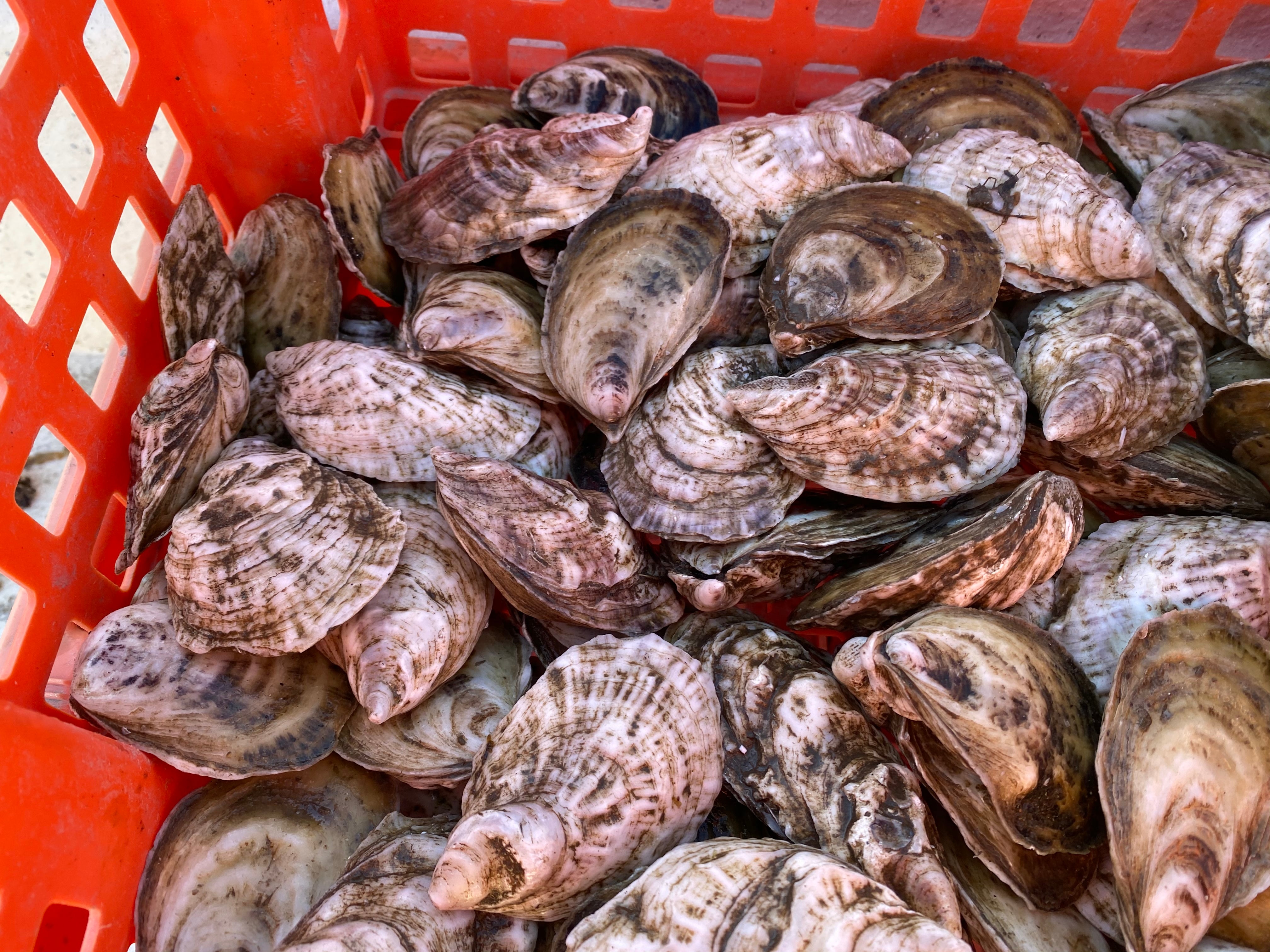 Little A's Real Blue Points Oysters XO