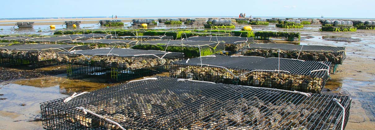Four Environmental Benefits of Oyster Farms