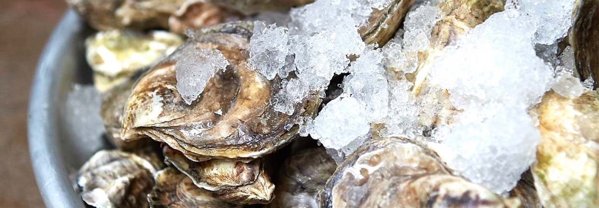 how long can oysters live in freshwater
