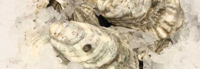 How to Safely Store Fresh Oysters