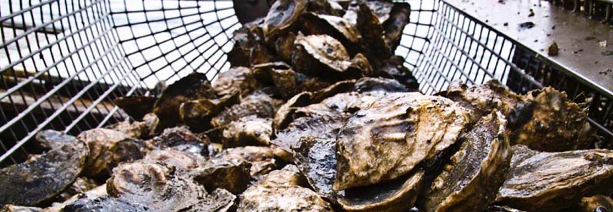 Spat to Slurp Series