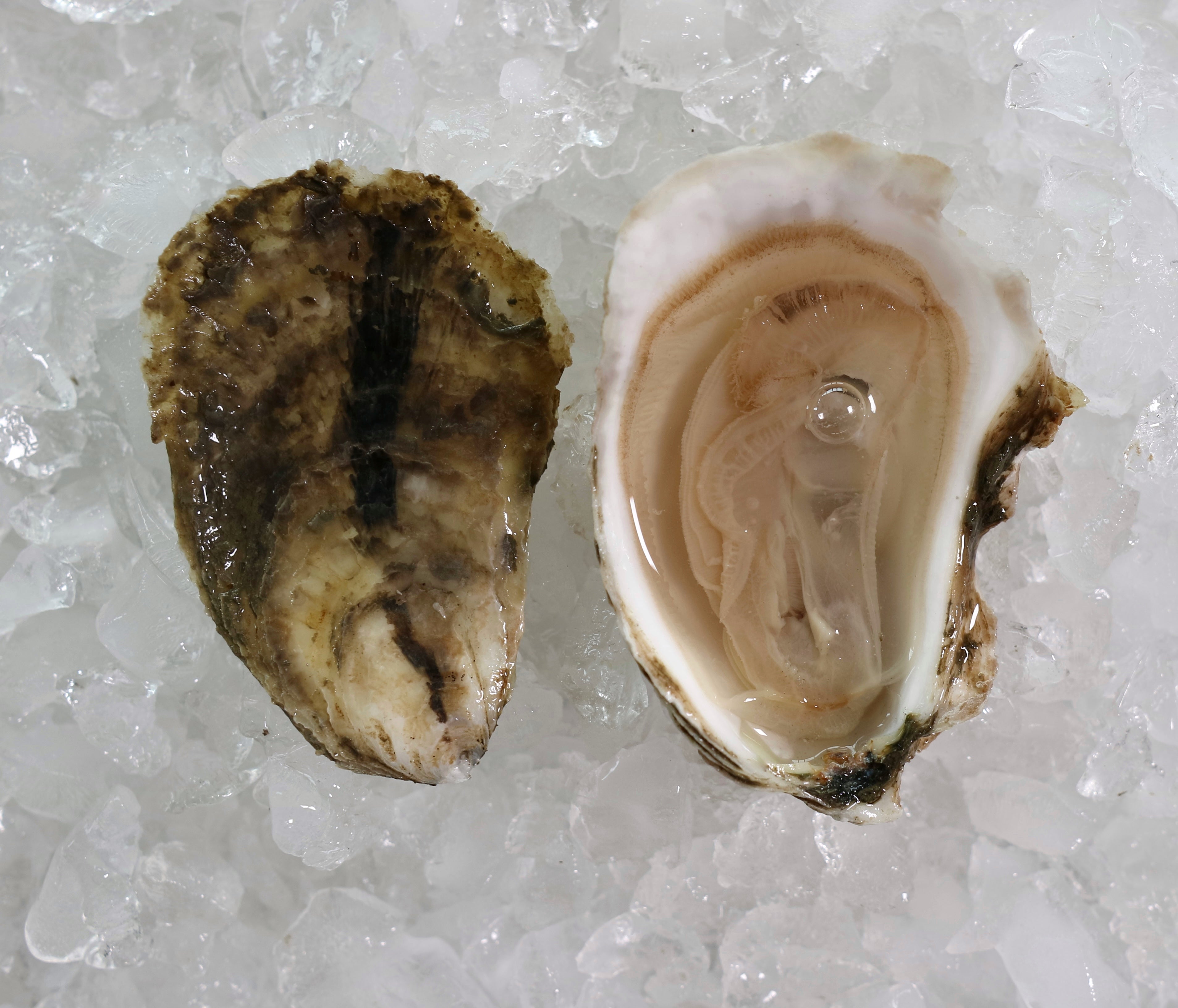 Moondancer – Oysters XO